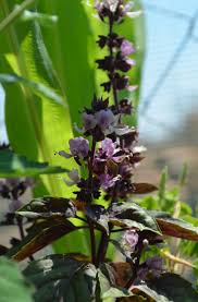 Image result for Hirpicium bechuanense