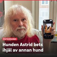 I fredags promenerade Kent ”Kennes” Hall med sin hund Astrid vid busstorget  i Östersund när en annan hund plötsligt gick till attack och bet henne.