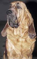 Image result for anglický barvář