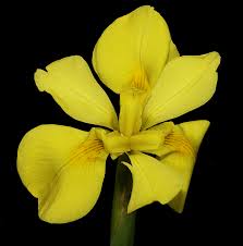 Image result for Moraea spathulata