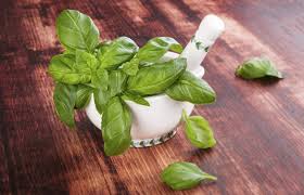 Sugo fresco con basilico ricette, che amerete. Conservare Ecco Come Avere Il Basilico Fresco Tutto L Anno Ricette Con Basilico Basilico Conserve