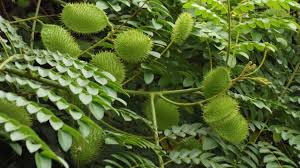 Image result for Guilandina bonduc