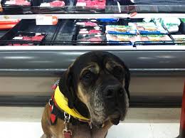 Although some service dogs may wear vests, special harnesses, collars or tags, the ada does not require service dogs to how to train your own service dog. Service Dog Tests Certification Is My Dog Ready For No Pets Places