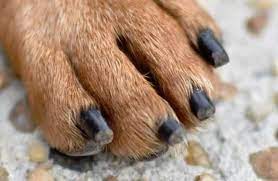 Gently but firmly hold one of your dog's paws between your thumb and. Top 5 Mistakes People Make When Cutting Their Dog S Nails