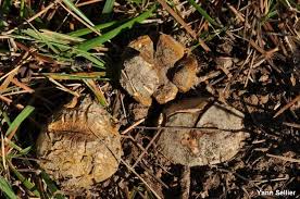 Image result for Scleroderma geaster