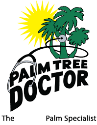 Do Not Over Water Your Palms Once Established Most Palms Do Not Need Any Additional Water Unless There Is A Drought Palm Tree Care Palm Tree Plant Palm Trees