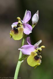 Image result for Ficalhoa