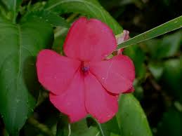 Image result for Balsaminaceae