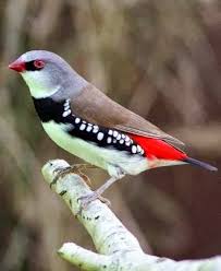 Birds That Sing In The Morning Australia Diamond Firetail Finch From Australia Birds Nature Birds Beautiful Birds