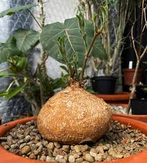 Image result for Raphionacme procumbens