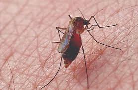 There are only a few killing methods approved by the scientists: Mosquitoes In The House