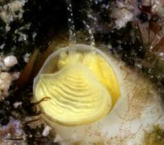 Image result for Asplenium markusbeckeri