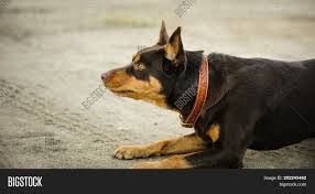 However, the price can go higher depending on the quality of the breeders. Australian Kelpie Image Photo Free Trial Bigstock