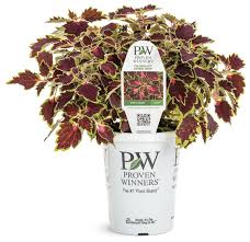 Image result for Coleus melleri