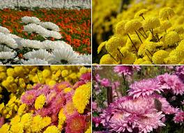Winter season flowers name in bengali. The Valley Of Flowers Khirai Panskura West Bengal