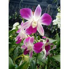 2,604 likes · 36 talking about this. Pokok Bunga Orkid Dendrobium Dendrobium Orchid Flower Shopee Malaysia