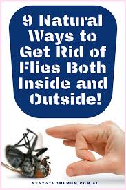 Dry pellets to kill flies are laid out in the corners of the rooms. 9 Natural Ways To Get Rid Of Flies Both Inside And Outside