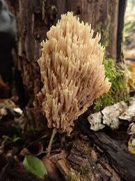 Image result for Ramaria stricta