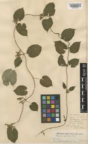 Image result for Telosma africana