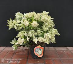 Image result for Pieris japonský debutante obrázek