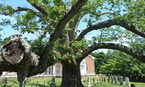 What The Death Of An Oak Tree Can Teach Us About Mortality