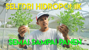 Cara menanam daun salam dilakukan dengan cara stek tanam. Cara Menanam Seledri Hidroponik Youtube