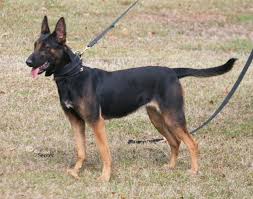 The gene for the typical fawn to red color range in laekenois, malinois, and tervuren is represented as a y, and referred to by geneticists as the color sable. Black And Tan Malinois Page 1