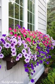 (photo by contained creations via ap) Window Box Tips My Former Black Thumb The Lilypad Cottage