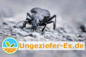 Ungeziefer Loswerden Ungeziefer Ex De Der Vermin Ratgeber 2020