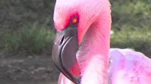 Most beautiful birds in the World