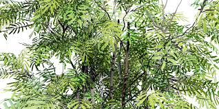 Image result for Acacia brevispica