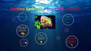 Species Spotlight Flower Hat Jellyfish By Janai Stubblefield