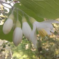 Image result for Styracaceae