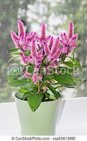 Bright green stems and floral spike adds a unique texture to your garden or floral arrangements. Celosia Flamingo Feathers Rosa Blumen Strauch Mit Grunen Blattern Blumentopf In Der Nahe Canstock