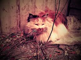 流氓猫- 三哥| 霸占社区空地的一群萌物，见人就上来蹭腿，见狗就上去打。这是三哥。 | Zhang Yu | Flickr