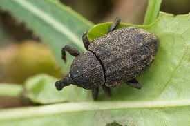 Image result for Plinthus