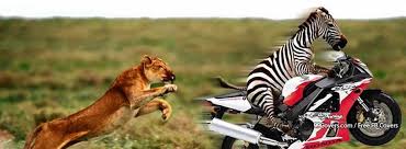 Funniest animal pictures quote with images. Funny Animals Zebra 2 Facebook Cover Photos