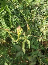 Image result for Merremia pterygocaulos