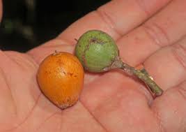 Image result for Manilkara koechlinii