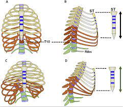 Want to learn more about it? Schematic Diagram Of The Relationship Between The Sternum And The Download Scientific Diagram