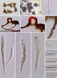 Nelle tre edizioni giocate dal 1992 al 1996, nel 2000 e nel 2004: Fungal Diversity Notes 1151 1276 Taxonomic And Phylogenetic Contributions On Genera And Species Of Fungal Taxa Springerlink