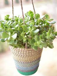 As regard maintenance, under the right conditions, you might even see pink flowers blossom. 11 Hard To Kill Houseplants Diy
