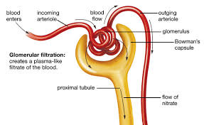 Urine Formation Components Glomerular Filtration Tubular