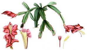 The christmas cactus prefers partial shade or a diffused light, although they are very adaptable at adjusting to growing conditions. Schlumbergera Truncata Wikipedia