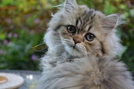 The american wirehair breed of cat is rare outside the united states. 5 Adorable Cat Breeds With Flat Faces To Cuddle
