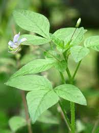 File Cleome Rutidosperma In Kadavoor Jpg Wikimedia Commons