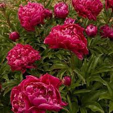 Pin On Peonies