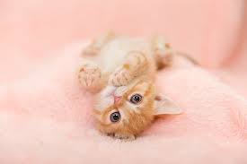 See related links to what you are looking for. 3 Ideas For Cute Cat Photos