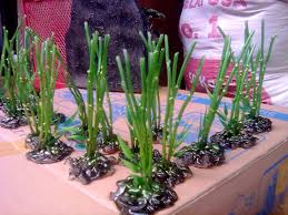 Little Bamboo Di 2020