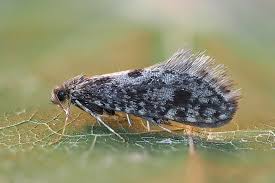 Image result for Psyche crassiorella